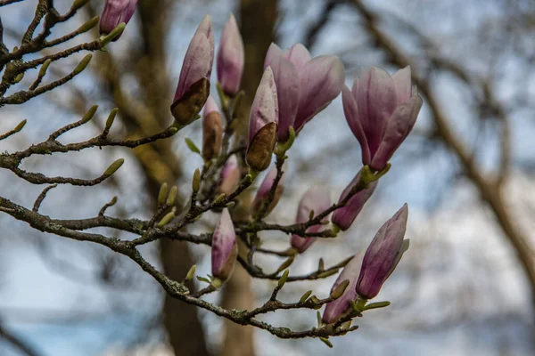 Árbol Magnolia Primavera Con Flores — Foto de Stock
