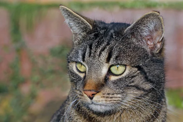 Meine Katze Porträt — Stockfoto