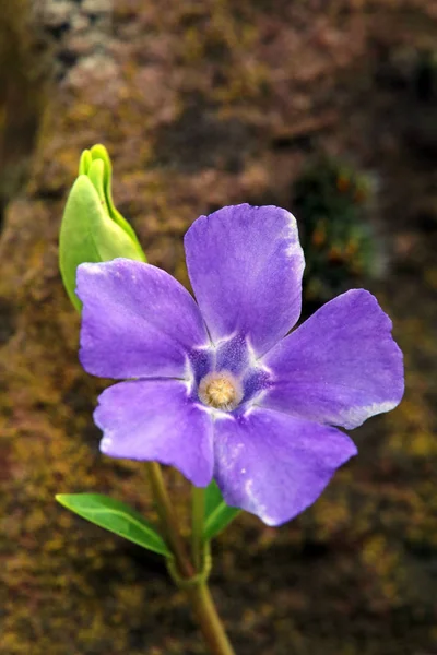 Macro Shot Small Periwinkle Vinca Minor — Stock Photo, Image