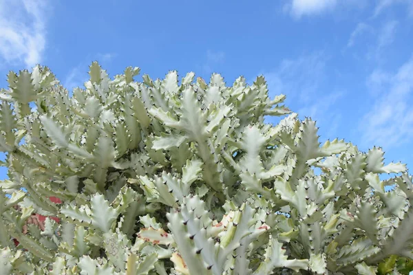 Milkweed Euphorbia Plant Botany Succulent Succulent Wolfberry Euphorbiaceae Green — Stock Photo, Image