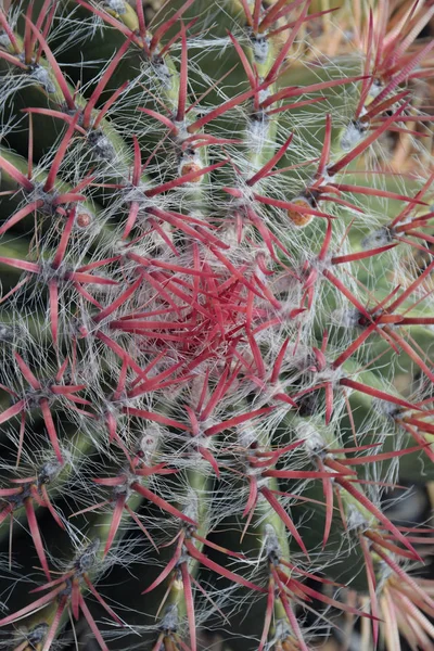 Kaktus Kaktus Växt Botanik Cactaceae Tagg Tagg Tagg Taggig Saftig — Stockfoto