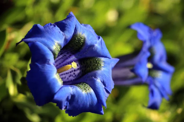 Μακρύ Μπλε Gentiana Gentiana Acaulis Λουλούδια Στον Κήπο Άνοιξη — Φωτογραφία Αρχείου