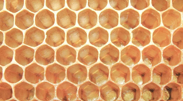 Üres Méhsejt Háttér Tapéta — Stock Fotó