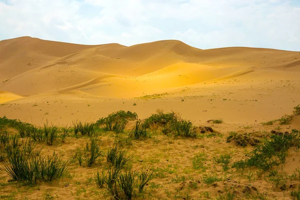Het Landschap Van Woestijn Het Voorjaar — Stockfoto