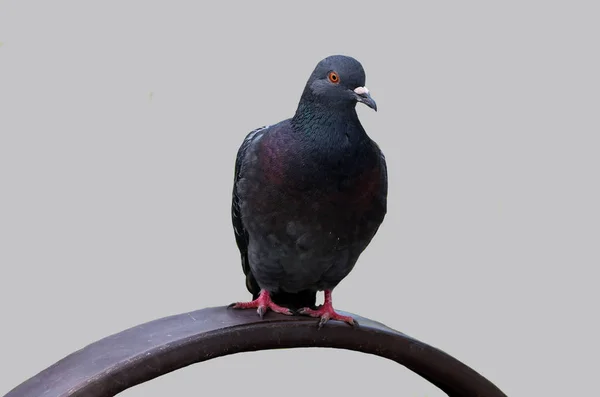 Black Wild Pigeon Isolated Background — Stock Photo, Image