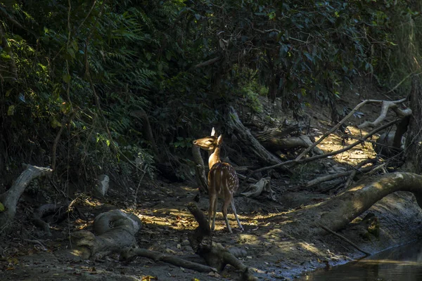 Veados Avistados Olhando Para Luz Sol Selva — Fotografia de Stock