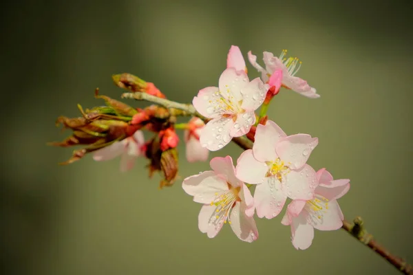 Magia Dei Fiori Aprile — Foto Stock