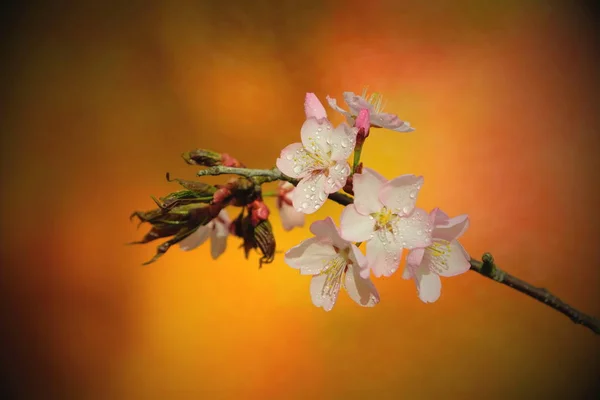 Magia Flores Primavera — Foto de Stock