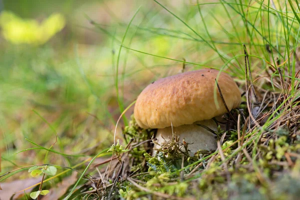 Yenilebilir Mantar Ormanda Moss Sonbahar Gününde Büyüyen Kahverengi Kap Çörek — Stok fotoğraf