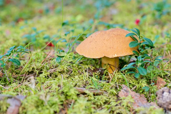 Cogumelo Comestível Xerocomus Crescendo Floresta Musgo Dia Outono — Fotografia de Stock