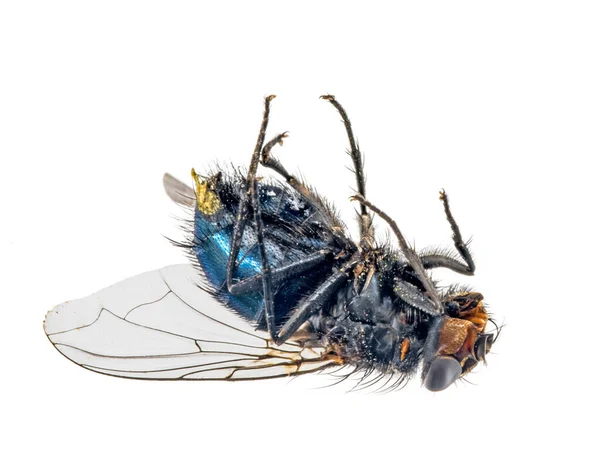 Gros Plan Une Mouche Morte Couchée Sur Dos — Photo