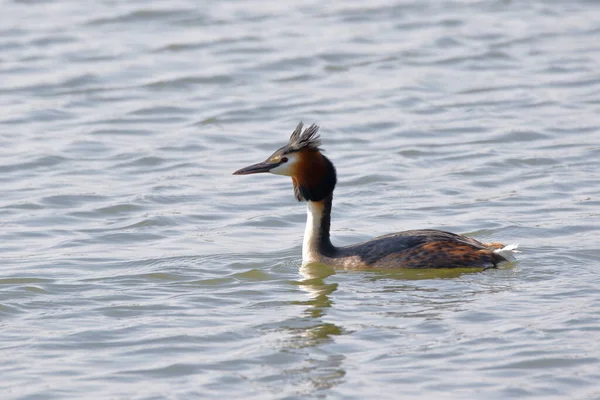 Stor Crested Grebe Vattnet — Stockfoto