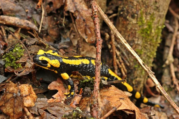 Salamandra Fogo Parque Nacional Kellerwald — Fotografia de Stock