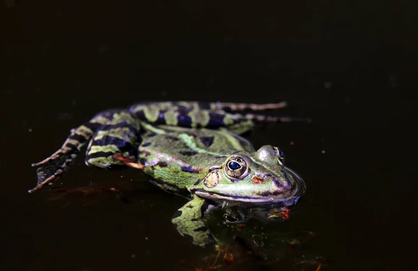 Pond Frog Pelophylax Esculenta Lying Water — Stock Photo, Image
