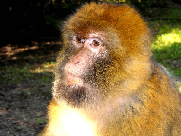 Kis Meddő Majmok Látni Majom Hegyi Salem Állandóság — Stock Fotó