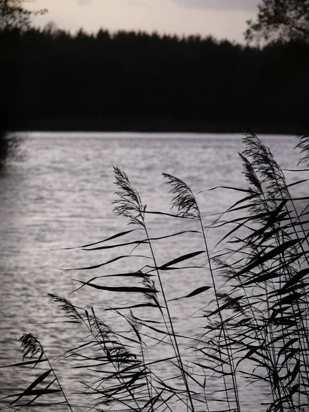 Roseau Crépuscule Avec Lac Forêt Arrière Plan — Photo