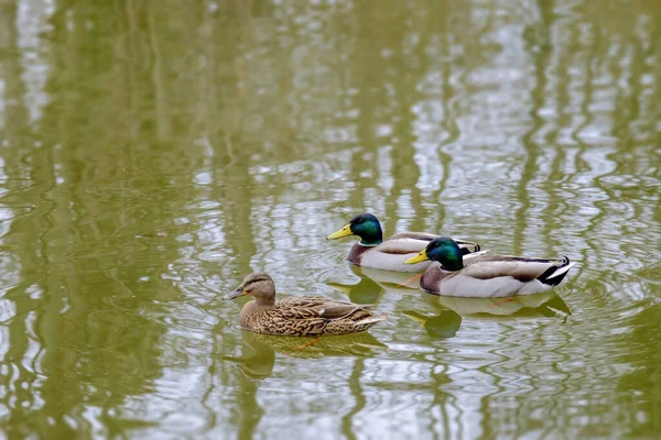 Canards Colverts Sur Lac Printemps — Photo