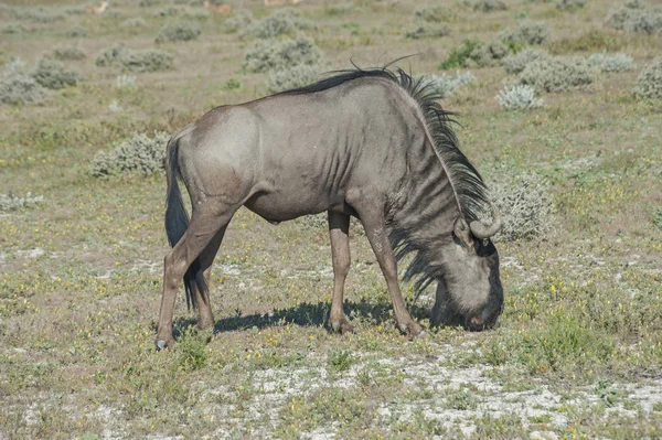 Namibia Kraj Południowo Zachodniej Afryce — Zdjęcie stockowe