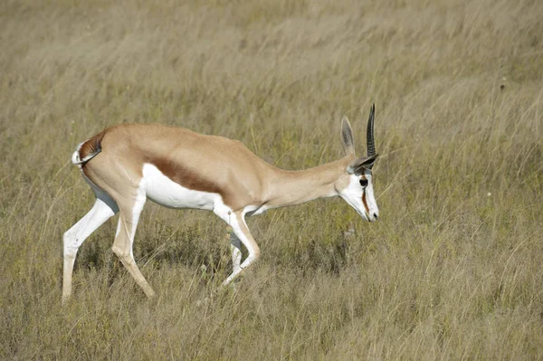 Springbok Etosha Fabia — стоковое фото