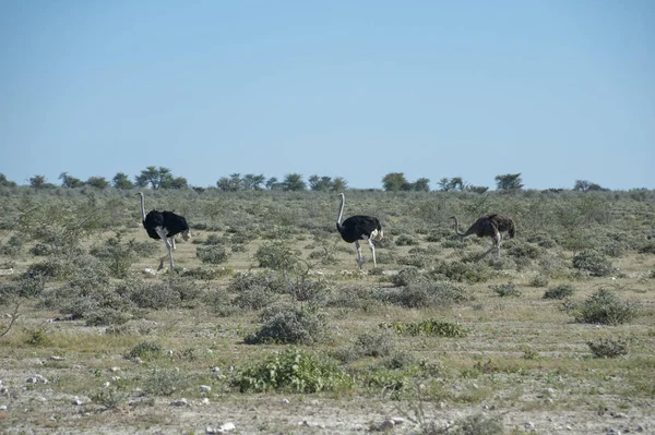 Autruche Dans Etosha Namibie — Photo