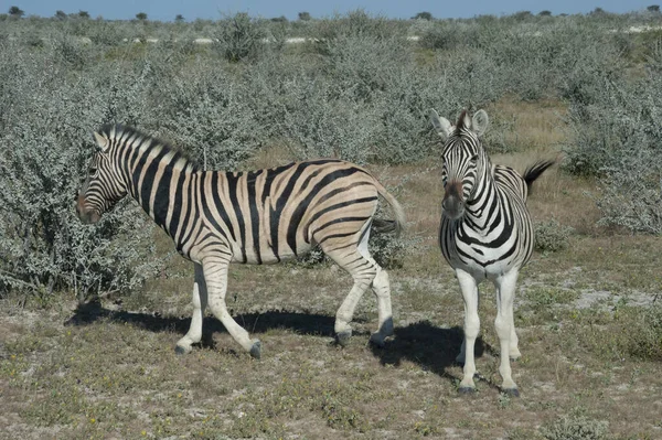 Zebra Etosha Namibya — Stok fotoğraf