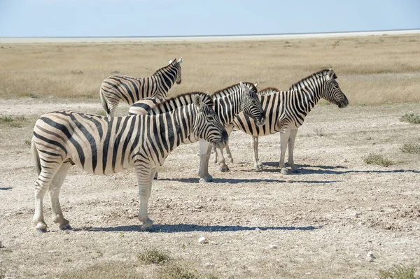 Zebra Der Etosha Namibia — Stockfoto