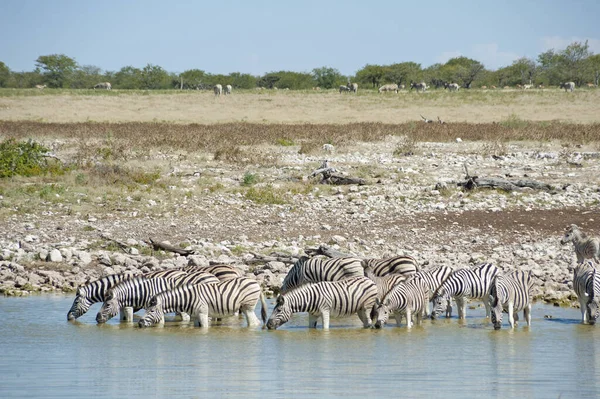 Ζέβρα Στην Etosha Ναμίμπια — Φωτογραφία Αρχείου