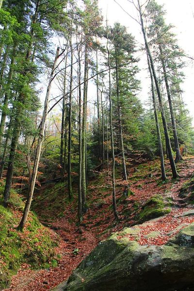 Jesienny Las Kamienistych Górach Piękny Pomarańczowy Czerwony Jesienny Las Górzysty — Zdjęcie stockowe