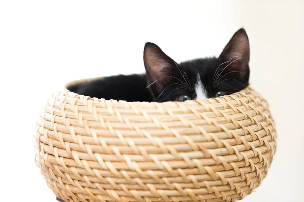 광주리에 격리되어 귀여운 고양이 — 스톡 사진