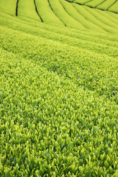 Vacker Färsk Japansk Grön Plantage Närbild Bakgrund — Stockfoto