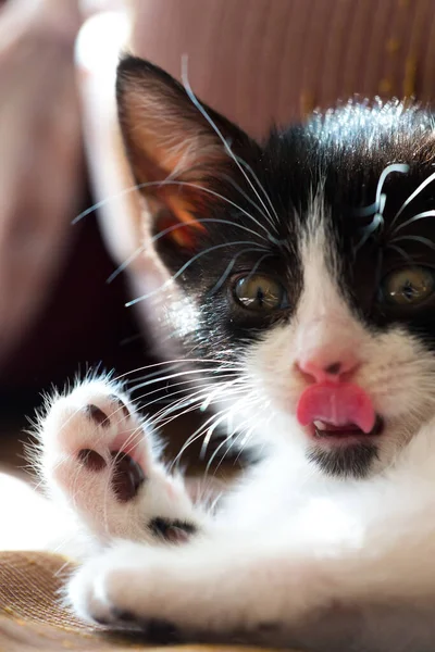 Porträt Einer Süßen Katze — Stockfoto