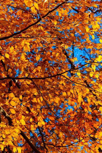 Alberi Autunnali Nel Parco — Foto Stock