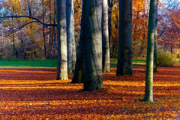 Parkta Sonbahar Ağaçları — Stok fotoğraf