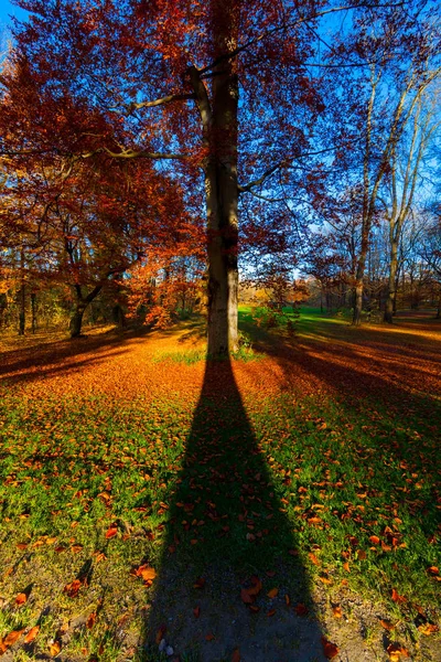 Осенние Деревья Парке — стоковое фото