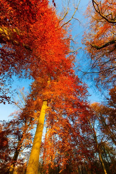 Árvores Outono Parque — Fotografia de Stock