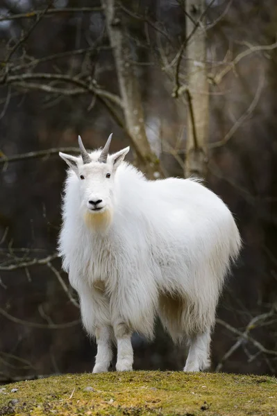 Chèvre Montagne Tient Sur Colline Observe — Photo