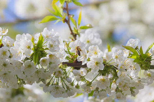 Les Abeilles Pollinisent Les Fleurs Cerisier Fin Avril — Photo