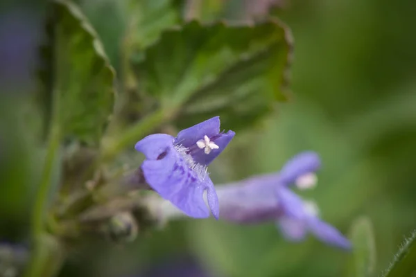 Macro Una Pequeña Flor Púrpura — Foto de Stock
