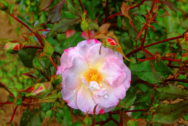 Rosa Del Plena Floración Jardín Rusia —  Fotos de Stock