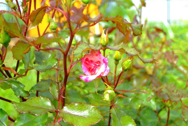 Rosa Del Plena Floración Jardín Rusia —  Fotos de Stock
