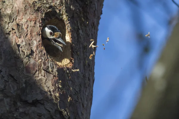 Great Spotted Woodpecker Work — Stock Photo, Image