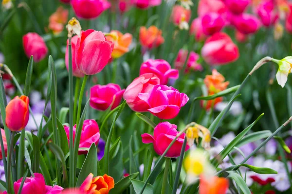 Närbild Våren Blommor Utomhus — Stockfoto