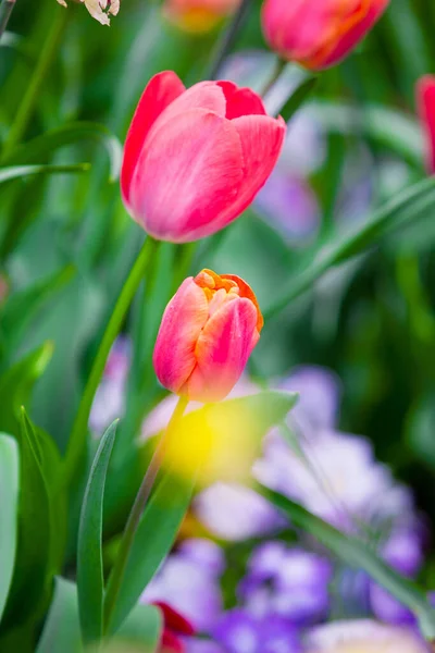 Primo Piano Fiori Primaverili All Aperto — Foto Stock