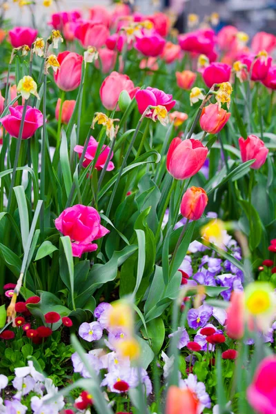 Крупним Планом Весняні Квіти Відкритому Повітрі — стокове фото