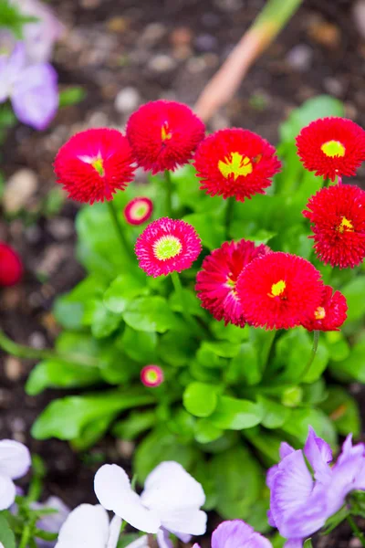 在室外紧贴春天的花朵 — 图库照片