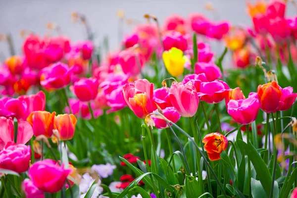 Zavřít Jarní Květiny Venku — Stock fotografie