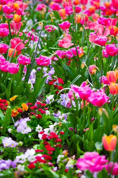 Nahaufnahme Von Frühlingsblumen Freien — Stockfoto