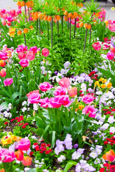 Close Spring Flowers Outdoors — Stock Photo, Image