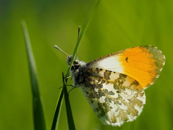 Gros Plan Papillon Dans Habitat Concept Sauvagerie — Photo