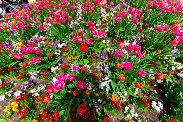 Primer Plano Flores Primavera Aire Libre —  Fotos de Stock